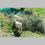 ... und sogar mit tierischen ... ... und sogar mit tierischen ...